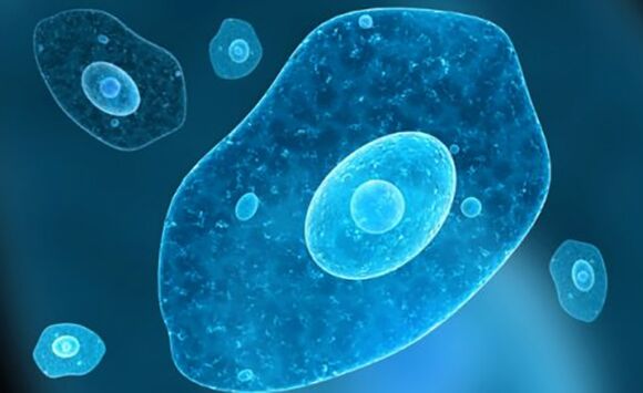ameba e dizenterisë së parazitëve protozoarë