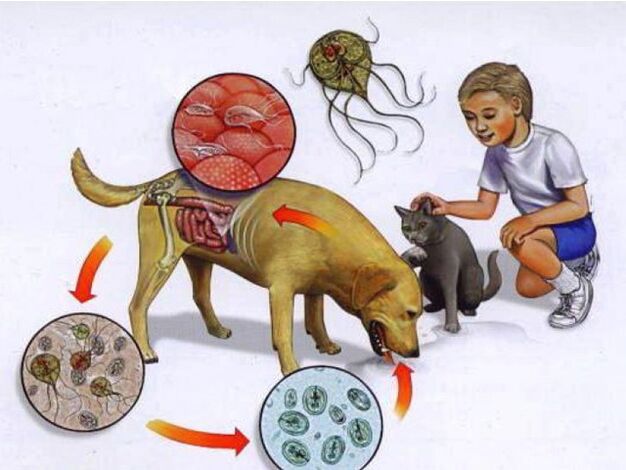 Mënyrat për të infektuar një fëmijë me parazitë
