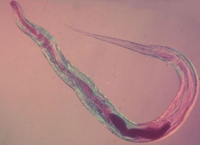 Penworm nën mikroskop
