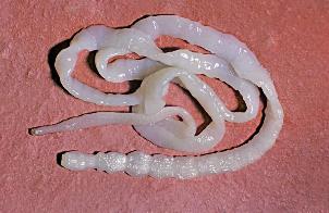 Viçi tapeworm